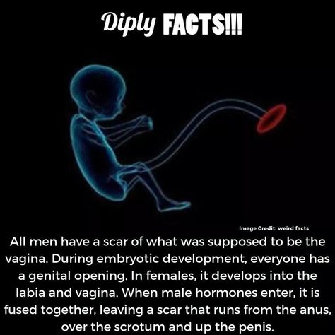 Science Facts Mind Blown, Human Body Facts, Psychological Facts Interesting, Fun Facts About Life, Interesting Science Facts, Unique Facts, Biology Facts, Brain Facts, Cool Science Facts