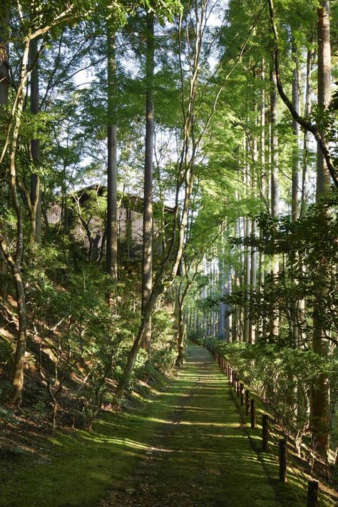 God Ocs, Aman Kyoto, Kerry Hill Architects, Kerry Hill, Traditional Japanese Architecture, Japanese Lanterns, Japanese Maple Tree, Cedar Trees, Greek God