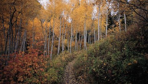 Deciduous Forest Aesthetic, Temperate Deciduous Forest, Backgrounds Reference, Biome Project, Warrior Cats Clans, Temperate Forest, Exterior Layout, Boards For School, Landscapes To Paint