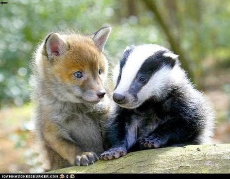 Red Fox Smiling | Red Fox pup and English Badger English Badger, Baby Badger, Unlikely Animal Friends, Fox Pups, Animals Friendship, Unusual Animals, Arte Animal, Cute Animal Pictures, Red Fox