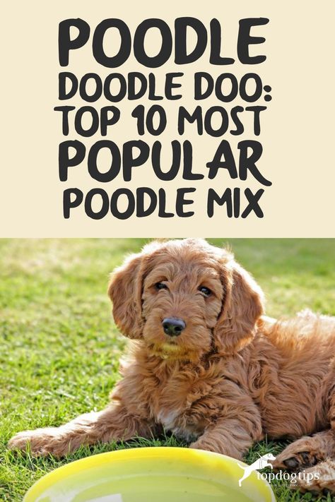 Dogs with the Poodle mix are endearingly nicknamed doodles. It's one of the most popular mixed breeds globally and for good reasons, too. Poodle Mixed Breeds, Doodles Dogs Breeds, Mini Doodle Dog, Doodle Training, Border Collie Poodle Mix, Small Dogs For Kids, Doodle Dog Breeds, Poodle Doodle, Maltese Poodle Mix