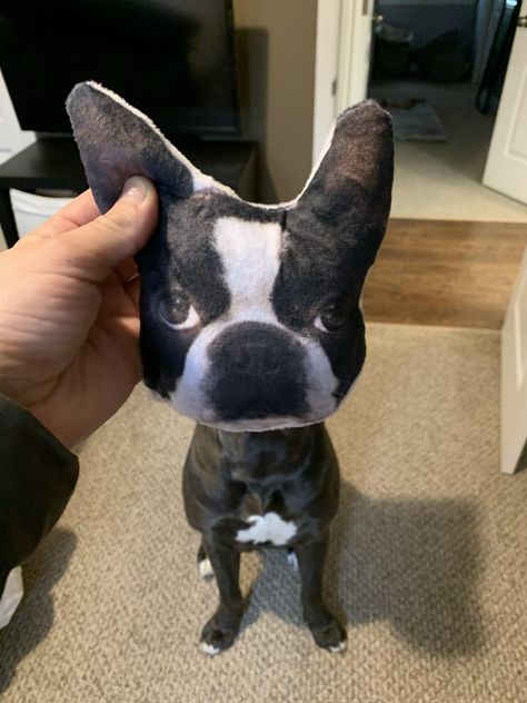 $4.00 well spent #bostonterrier #bostonterrierpuppy #bostondog Puppy Bulldog, Dog Cuts, Boston Terrier Puppy, Terrier Puppy, Boston Terriers, Boston Terrier, Bulldog, Boston, Dogs