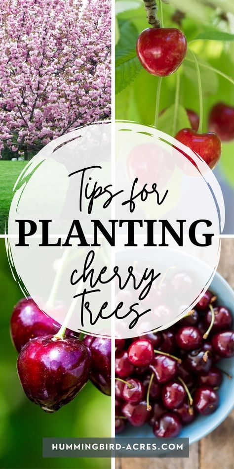 Cherry Seeds How To Grow, How To Grow Cherry Tree From Seed, Ground Cherries Growing, Grow Cherry Tree From Pit, Cherry Tree From Seed, Ground Cherries Plant, Growing Cherry Trees, How To Grow Cherries, Fruit Tree Garden