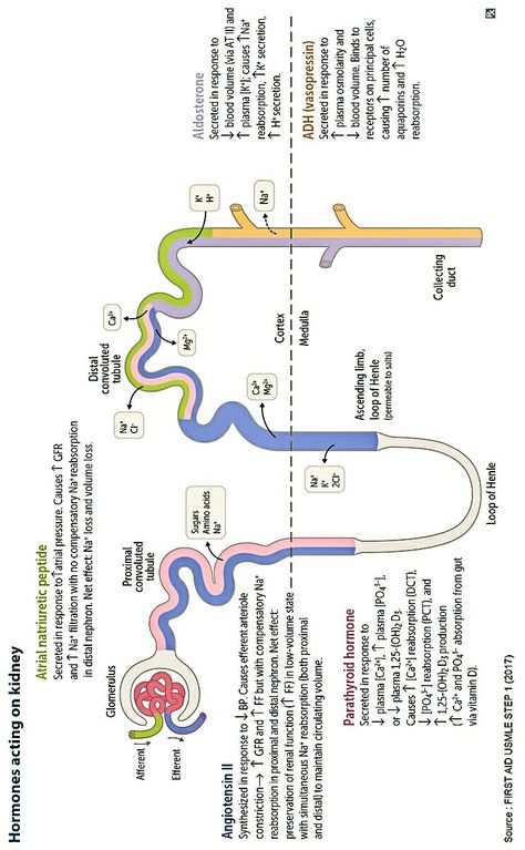 Hormones acting on Kidney Kidney Nephron, A Good Doctor, Good Doctor, No Response, Acting