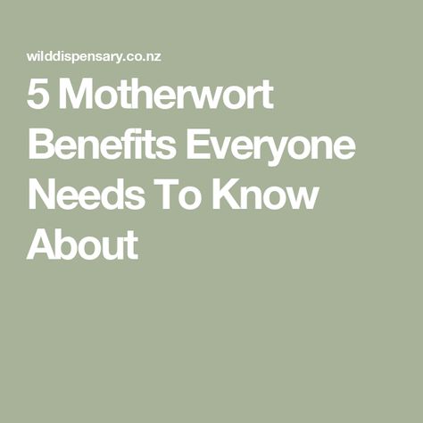 5 Motherwort Benefits Everyone Needs To Know About Motherwort Benefits, Heal Nervous System, Homemade Teas, Homemade Tea, Heart Palpitations, Liver Support, Period Pain, Menstrual Cramps, Hormonal Changes