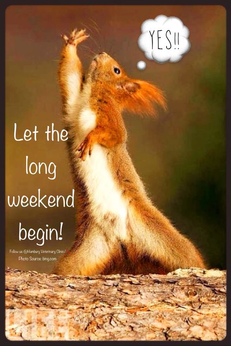 Weekend funny | Long weekend | Animal funny | Cute squirrel | Celebrate | Relax | Enjoy weekend | Enjoy life | Go outside | Time spent with family and friends: YES! Let the long weekend begin! What's on your agenda this Labor Day weekend? Hope it's a memorable one, friends. Long Weekend Quotes, Weekend Funny, Enjoy Weekend, Weekend Images, Happy Long Weekend, Squirrel Funny, Weekend Quotes, For Me, Funny Good Morning Quotes