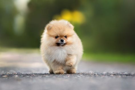 The Dark Side Of Pomeranian: What Every Owner Should Know #pomeranian #dog #pom #pomeranianworld #puppy #pomeranianpuppy #dogs #pomeranianlove Smallest Dog Breeds, Smallest Dog, Group Of Dogs, Companion Dog, Breed Dogs, Lap Dogs, Pomeranian Dog, Lovely Animals, Great Danes