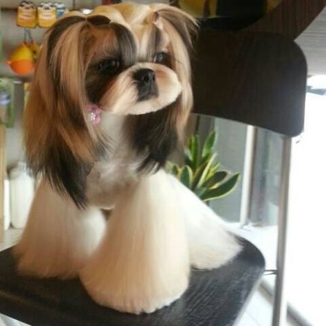 Asian style grooming- shih tzu :) (**Can't wait to grow my Prudence's legs back out after vet shaved em for surgery) Love this look! Japanese Grooming, Shih Tzu Hair Styles, Grooming Ideas, Shih Tzu Haircuts, Perro Shih Tzu, Chien Shih Tzu, Dog Grooming Styles, Shih Tzu Grooming, Creative Grooming