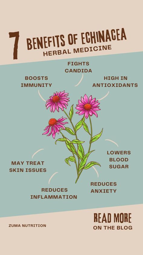 Benefits Of Echinacea, Echinacea Tea Benefits, Herbal Nutrition, Echinacea Plant, Echinacea Benefits, Boosting Immunity, Herbal Tea Garden, Echinacea Tea, Emotional Eater