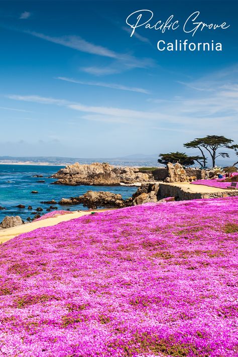 Pacific Grove California, Purple Carpet, Ice Plant, Pacific Grove, Magic Carpet, How To Get Warm, California Homes, Monterey, Textile Art