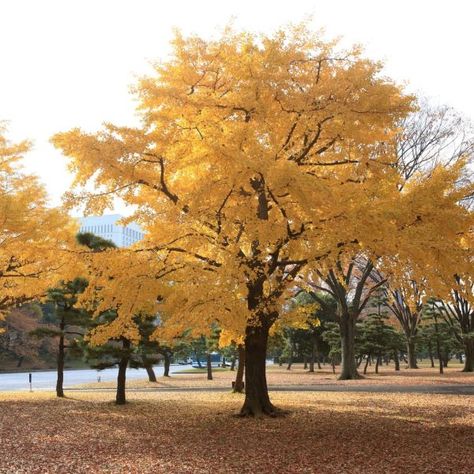 Ginkgo Trees | Naturehills.com Gingko Biloba Tree, Ginkgo Biloba Tree, Golden Rain Tree, Maidenhair Tree, Privacy Trees, Tree Seedlings, Wisteria Tree, Ginkgo Tree, Street Trees