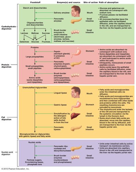 Digestive System Physiology, Digestive System Anatomy And Physiology, Digestive System Anatomy Notes, Digestive System Mind Map, Gastrointestinal System Physiology, Digestive System Enzymes, The Digestive System Notes, Digestive System Disorders, Digestive System Anatomy