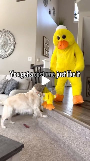 Charlie The Golden on Instagram: "When your dog’s favorite thing is a stuffed duck toy ❤️ #goldenretriever #goldensofinstagram #ilovemydog" Dogs In Costumes Hilarious, Fun Dog, Puppy Videos Funny Hilarious, Dog Puppies, Dogs For Kids, Toys For Dogs, Funny Animal Videos Dogs, Funny Dog Videos Try Not To Laugh, Funny Dog Videos Make Me Laugh