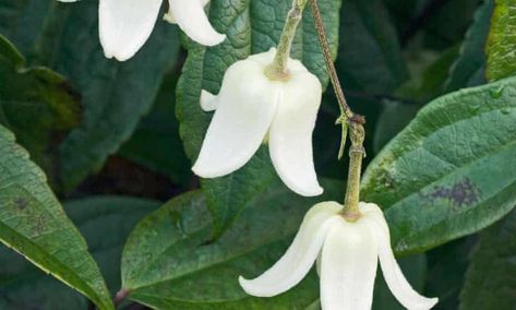 Clematis urophylla ‘Winter beauty’ Flowers Paintings, Watercolor Flowers Paintings, Winter Beauty, Perfect Plants, Winter Garden, Clematis, Gardening Tips, Watercolor Flowers, Flower Painting