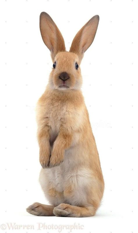 Lively rabbit #rabbitsrock Bunny Breeds, Rabbit Standing, Guinea Pig Cages, Rabbit Wallpaper, Rabbit Pictures, Rabbit Photos, Rabbit Rabbit, House Rabbit, Pet Bunny