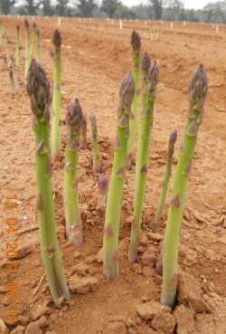 Planting Asparagus - Home grown is the best. Plant along ditch banks - harvest in the Spring. Cut off - leave 2 inches above ground. That way it will grow back each Spring. Asparagus Growing, Asparagus Seeds, Growing Asparagus, Asparagus Plant, Plant Bud, Asparagus Fern, Future Garden, Vegetable Gardens, Organic Seeds