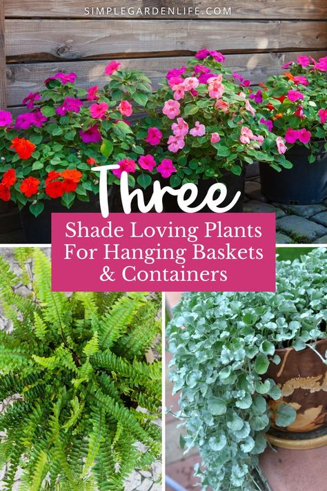 Three shade loving plants for hanging baskets and containers by simplegardenlife.com Plants For Containers, Silver Falls Dichondra, Worm Castings Tea, Shade Loving Plants, Plants For Hanging Baskets, Liquid Fertilizer, Tropical Climate, Hanging Basket, Plant Needs