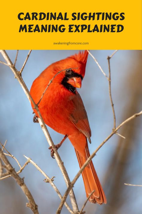 Ever spotted a cardinal and wondered what it means? These lovely red birds often carry important messages when you see them. Many people believe that seeing a cardinal can signify a visitation from a loved one or a sign of good luck. In various cultures, they symbolize joy, dedication, and also resilience. So, the next time a cardinal catches your eye, take a moment and reflect on what message it might bring to you. Discover all about these beautiful creations of nature and their powerful symbolism in this fascinating article! Red Cardinal Meaning, Cardinal Birds Meaning, Cardinal Meaning, Bird Meaning, Spiritual Symbols, Cardinal Birds, Red Cardinal, Spiritual Meaning, Red Birds