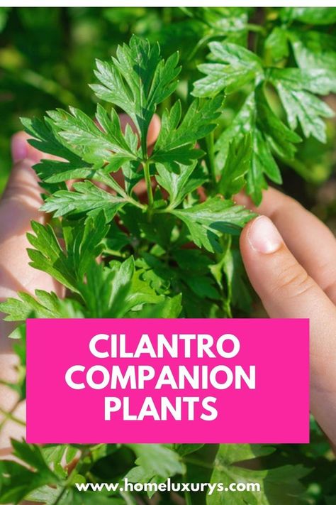 Cilantro Plant, Seed Starter Kit, Garden Companion Planting, Companion Plants, Seed Starter, Plants To Grow, Best Plants, Food Forest, Good Neighbor