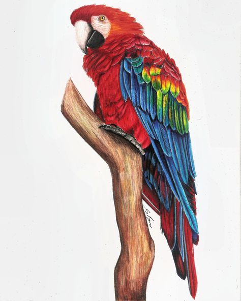 a drawing of a Scarlet Macaw parrot in prismacolor pencils on paper. Realistic Parrot Drawing, Scarlet Macaw Painting, Animal Color Pencil Drawings, Scarlet Macaw Drawing, Macaw Parrot Drawing, Macaw Parrot Painting, Macaw Drawing, Realistic Animal Drawings, Parrot Drawing