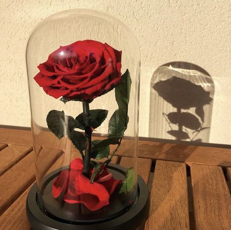 Offrez cette ROSE ETERNELLE pour passer la plus belle des Saint Valentin 🌹❤️ Rose Dome, Rose In A Glass, Glass Dome Cloche, Forever Roses, Eternal Rose, Enchanted Rose, Forever Rose, Preserved Roses, Mors Dag