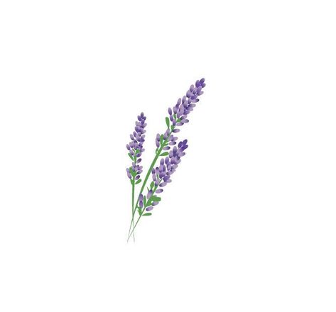 Wildflowers Tattoo, Lavender Tattoo, Tattoo Placements, Tattoo Desings, Diy Tattoo, Trendy Flowers, Friend Tattoos, Tattoo Removal, Stickers Cute