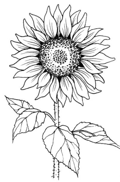 Sunflower Stamp, Sunflower Coloring Pages, Sunflower Images, Sunflower Drawing, Sunflower Tattoos, Cool Pencil Drawings, White Drawing, Soyut Sanat Tabloları, Pola Sulam