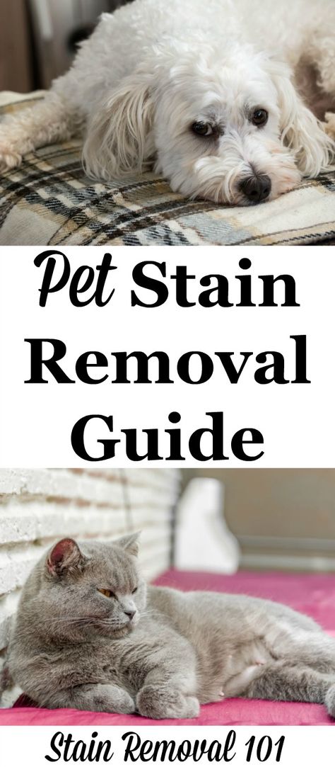 Pet stain removal guide with step by step instructions for clothes, upholstery, and carpet {on Stain Removal 101} Pet Stain Remover, Clean Hacks, Stain Removal Guide, Remove Pet Stains, Clean Baking Pans, Cleaning Painted Walls, Glass Cooktop, Deep Cleaning Tips, Pet Stains