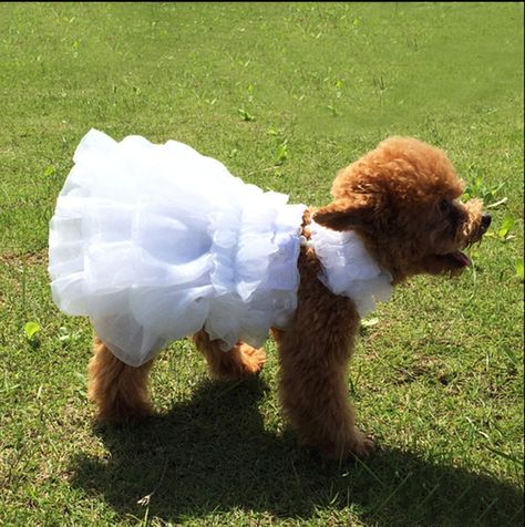 WORDERFUL Dog Wedding Dress Bride Outfit with Pearl Necklace and Rose Pet Princess Formal Apparel for Puppy Cat S >>> Continue to the product at the image link-affiliate link. #dogapparelandaccessories Outfit With Pearl Necklace, Outfit With Pearls, Dog Wedding Dress, Wedding Dress Bride, Cat M, Dresses Satin, Dress Bride, Wedding Dresses Satin, Dog Apparel