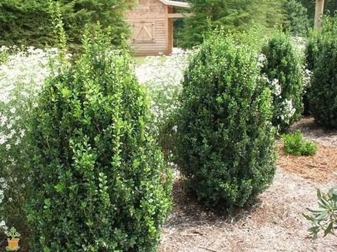 Green Mountain Boxwood, Inexpensive Landscaping, Boxwood Landscaping, Buxus Sempervirens, Evergreen Bush, Landscape Plants, Plant Guide, Landscape Plan, Landscaping Supplies