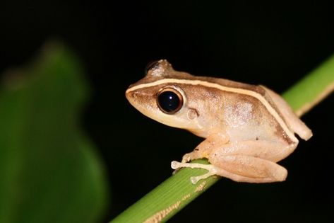 Common Coqui (Eleutherodactylus coqui) · iNaturalist Caiman Lizard, Coqui Frog, Amazing Frog, Puerto Rico Art, Puerto Rican Culture, Ceramic Frogs, Frog Drawing, Photo C, Norwegian Forest Cat