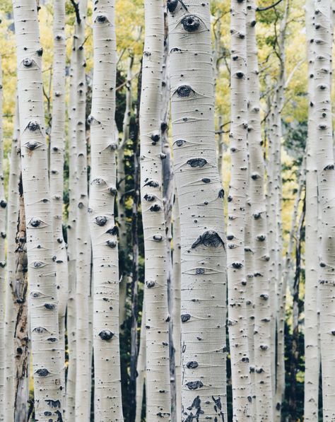 Check out these highly desirable, beautiful-barked trees Ceramic Tile Wall, Wendell Berry, Tree Pictures, Tree Identification, Gray Tree, Picture Tiles, Weaving Kit, Tree Images, Aspen Trees