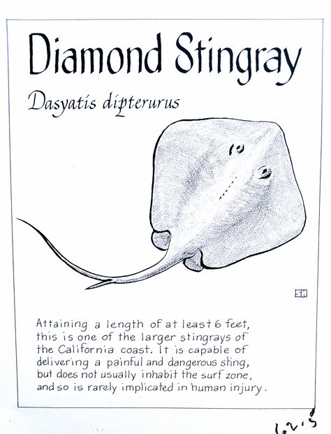 Stingray Facts, Marine Biology Notes, Animal Biology, Oceanography Marine Biology, Biology Book, Marine Poster, Animal Infographic, Ocean Stuff, Biology Major