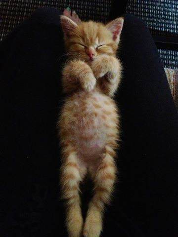 You know this kitten's stomach is just full of food or his mama's milk.... Ginger Kitten, Puppies And Kitties, Orange Cats, Baby Kittens, Cute Cats And Kittens, Sweet Animals, Pretty Cats, Baby Cats, Animals Friends