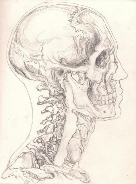 Skull Sketch, 강아지 그림, Human Anatomy Art, Anatomy Sketches, Human Head, Skeleton Art, Arte Sketchbook, Arte Inspo, Anatomy Drawing