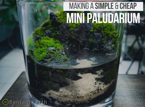 Mossarium: Complete Care Guide & "How To" Build | Moss Terreriums Plants Low Light, Build A Terrarium, Types Of Moss, Indoor Plants Low Light, Terrarium Jar, Indoor Water Garden, Beautiful Terrariums, Glass Cylinder Vases, Floating Plants