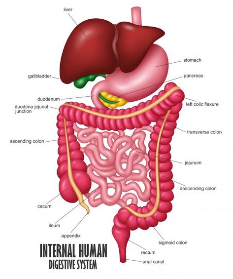 The part of internal human digestive sys... | Premium Vector #Freepik #vector #man #health #human #medicine Digestive System Illustration, Digestive System Diagram, Free Educational Websites, Anatomy Flashcards, Healthy Stomach, Sigmoid Colon, Educational Chart, Human Digestive System, Sistem Pencernaan