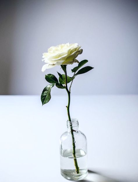 She was a garden of a single rose blossoming in infinite ways🌹 Garden Rose, Single Rose, Simple Flowers, Rose Garden, Ikebana, Organic Gardening, White Rose, My Flower, White Roses