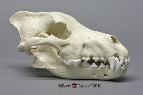 Dire Wolf Skull Antique Finish - Bone Clones, Inc. - Osteological ... Mini English Bulldogs, French Bulldog Pictures, Dog Skull, Skull Reference, Wolf Skull, Real Skull, Animal Skeletons, Bottlenose Dolphin, Animal Skull