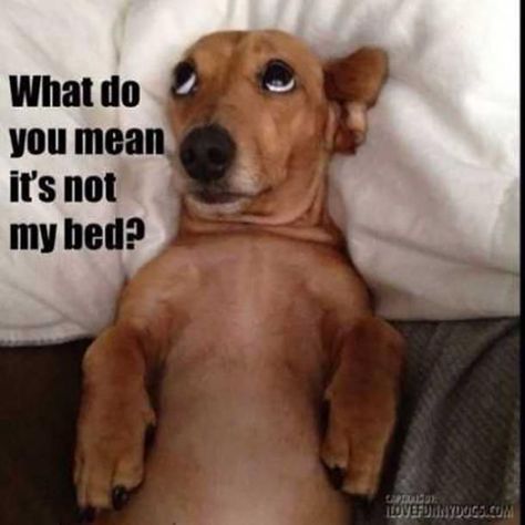 Dachshund Funny, Love My Dog, Funny Dachshund, Weenie Dogs, What Do You Mean, Dachshund Love, Memes Humor, Weiner Dog, Wiener Dog