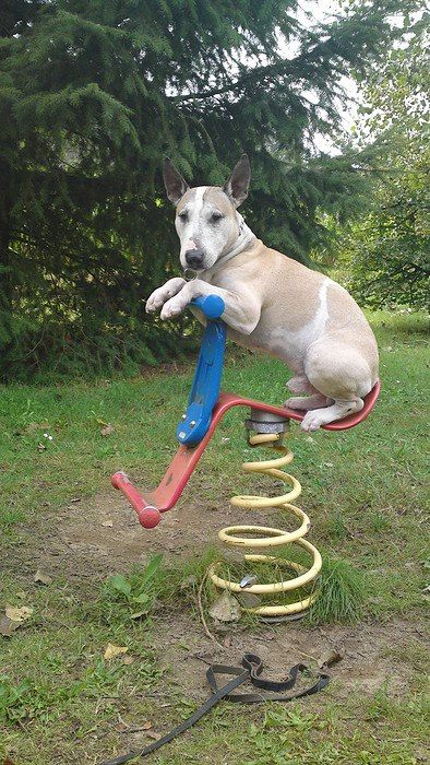 .what are you looking at? bull terrier Bull Terrier Colors, Mini Bull Terriers, Dental Tourism, Dog Suit, Dream Dog, English Bull Terriers, Silly Dogs, Bull Terriers, Bull Terrier Dog