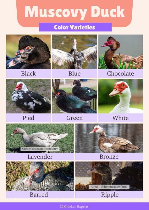 Muscovy Ducks 🦆 – The Good, The Bad, The Ugly, and the Law! - chickenexperts Muscovy Duck House, Muscovy Duck Coop, Ducks As Pets, Duck Notebook, Muscovy Ducklings, Duck House Plans, Duck Care, Muscovy Ducks, Pekin Duck