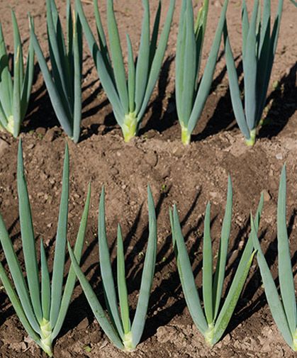 Bunching Onions, Growing Onions, Raised Vegetable Gardens, Plants In Bottles, Magia Das Ervas, Crop Production, Banana Plants, Fruit Photography, Home Vegetable Garden