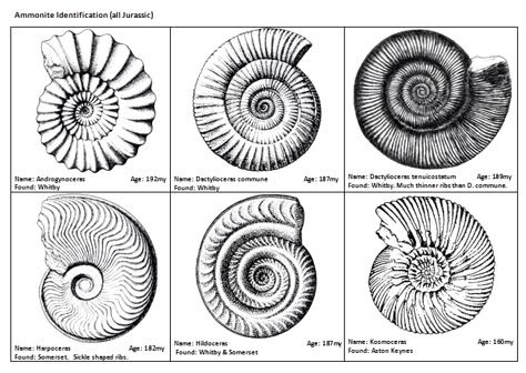 dino-ammoidbig.gif (653×463) Trilobite Tattoo Fossil, Ammonite Tattoo Fossil, Trilobite Tattoo, Fossil Drawing, Ammonite Tattoo, Fossil Tattoo, Fossil Art, Crinoid Fossil, Scientific Drawing