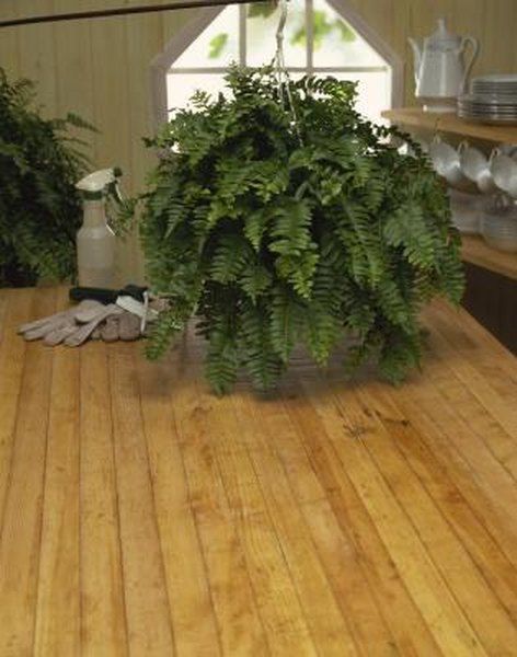 Winter Boston, Indoor Ferns, Potted Ferns, Ferns Care, Hanging Plants Diy, Boston Fern, Winter Plants, Fern Plant, Kew Gardens