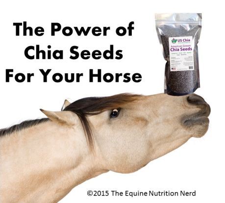 Horse Feeding, Horse Hacks, Horse Nutrition, Equine Nutrition, Healthy Horses, Horse Food, Horse Care Tips, Horse Facts, Horse Info