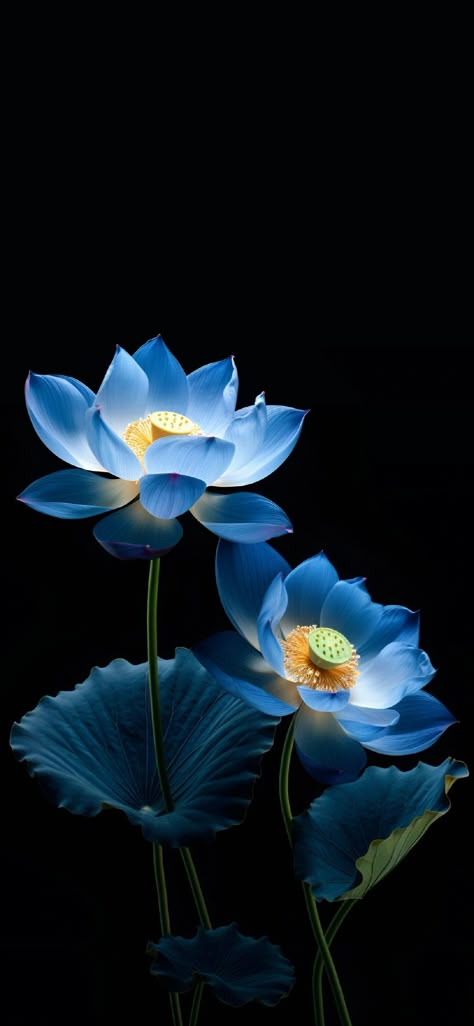 Lotus Flower Wallpaper Backgrounds, Lucky Flower Wallpaper, Flower Wallpaper Backgrounds, Wallpaper Backgrounds Blue, Pretty Flowers Photography, Lotus Flower Wallpaper, Lucky Flower, Android Wallpaper Blue, Backgrounds Blue