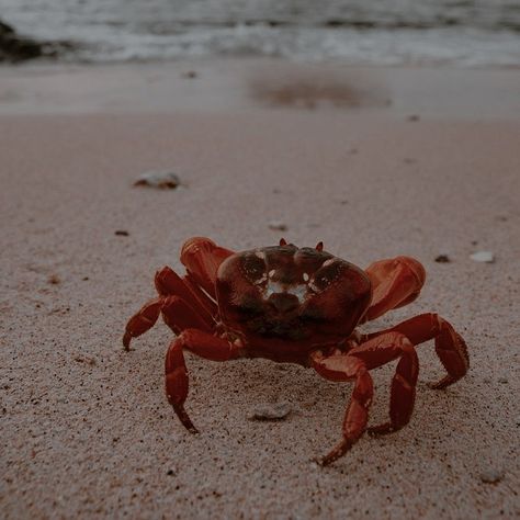 Crab Aesthetic Wallpaper, Celtigar Aesthetic, House Celtigar Aesthetic, Ariel Core Aesthetic, House Celtigar, Crab Aesthetic, Polina Core, Westeros Houses, Seacore Aesthetic