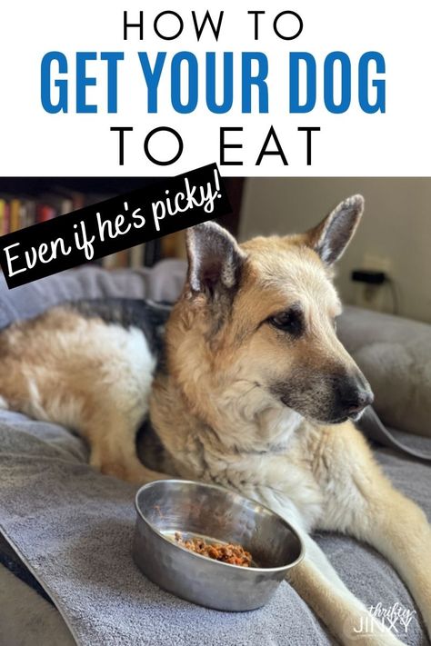 Older dogs and picky dogs often need some encouragement when it comes to food. Learn how to get your dog to eat with a freeze-dried food topper! Dog Food Toppers Homemade, Dog Diet Plan, Senior Dog Food Recipes, Elderly Dogs, Picky Eating, Food Topper, Dog Diet, Freeze Drying Food, People Food