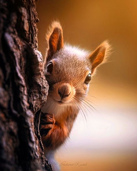 MUHAMET KARTAL | Did you know that the eurasian red squirrel is known for its beautiful red fur and can be found in forests across Europe and Asia?… | Instagram Autumn Animal, Squirrel Pictures, Autumn Animals, Canada Photography, Wild Animals Pictures, Red Fur, Its Beautiful, Cute Squirrel, Red Squirrel